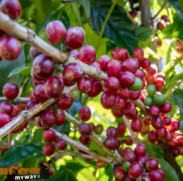 Adobe Express - file